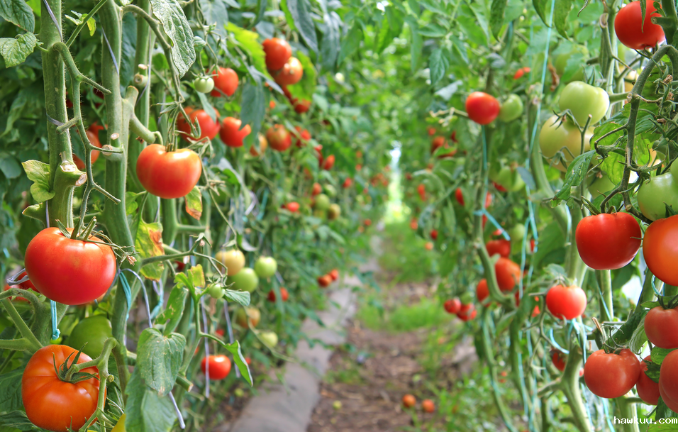 农业温湿度监控：温湿度测量仪如何实现精准种植与增产?