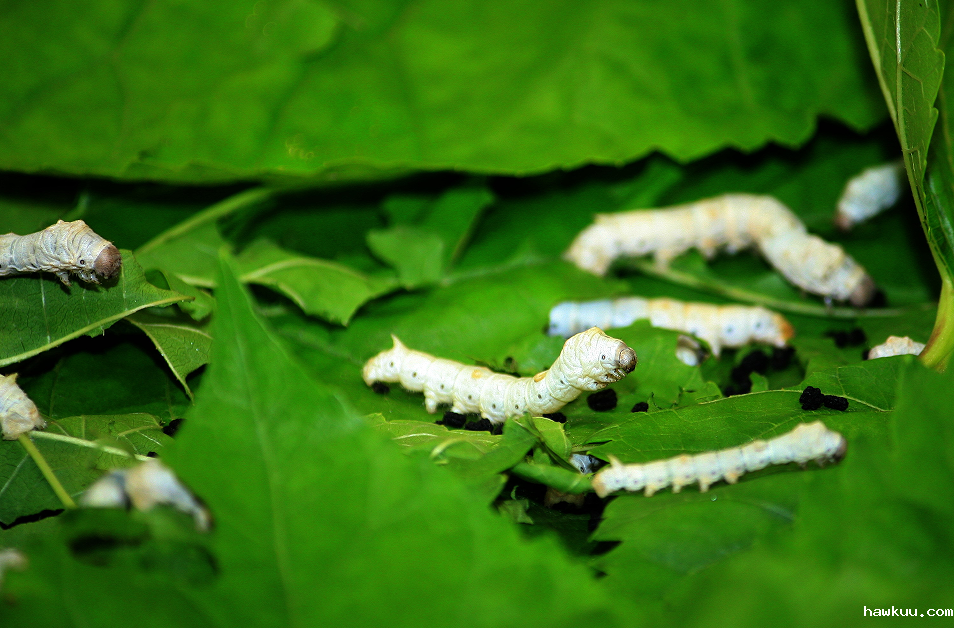 丝绸养殖行业 90% RH 高湿难题?优米官方客服电话高湿型温湿度变送器，持续监测!